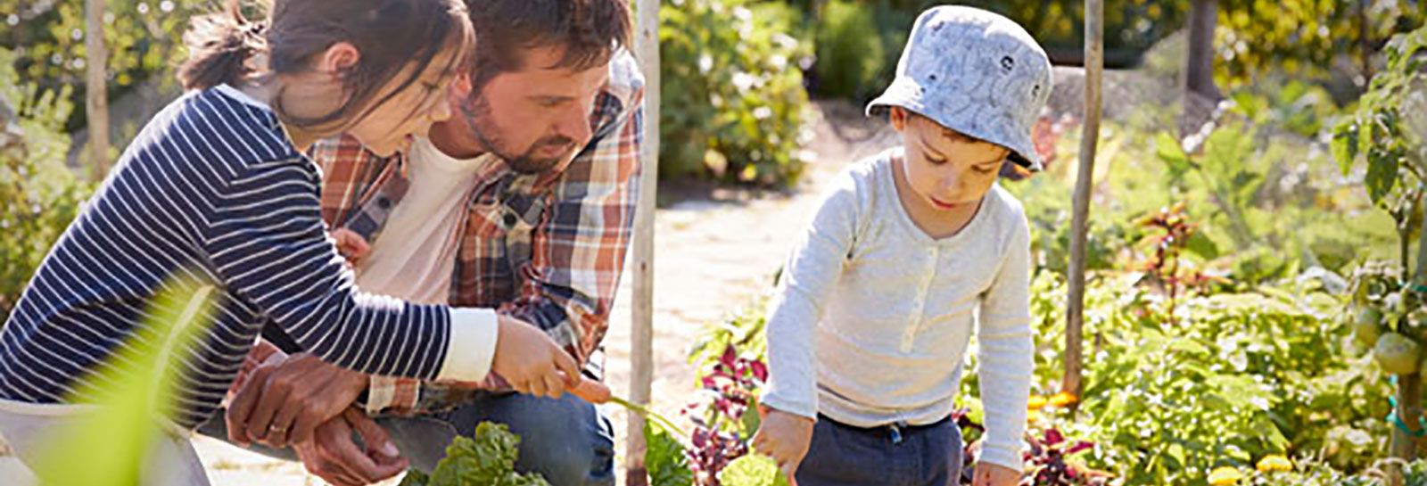 A man and two children digging up vegetables banner image