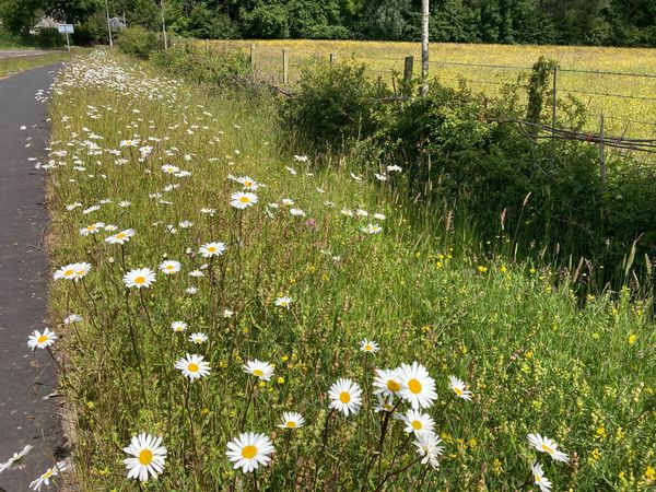 View of wildflowers on a road verge