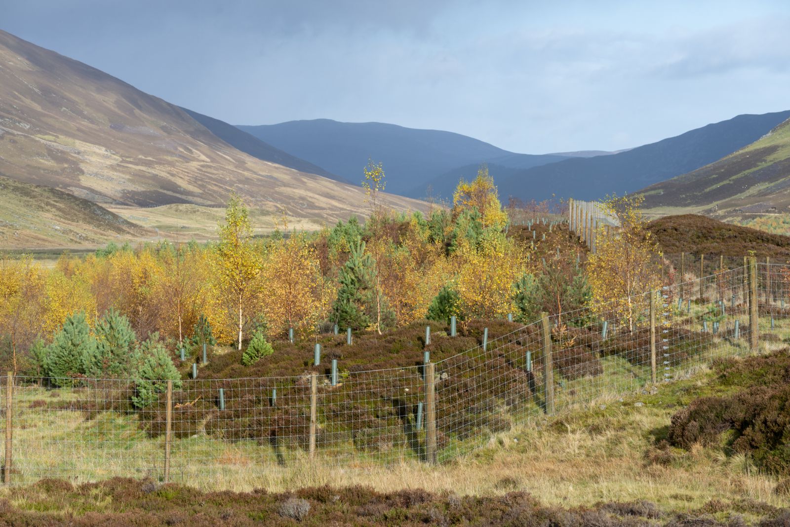 New saplings planted in Scottish countryside banner image