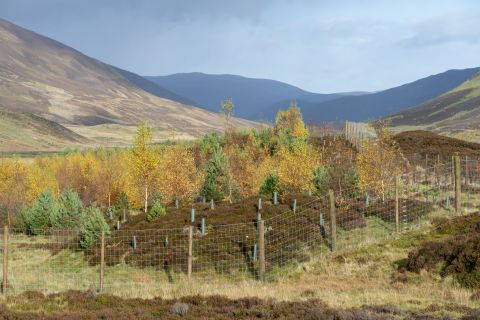 Celebrating Scotland’s Finest Woods for 40 years